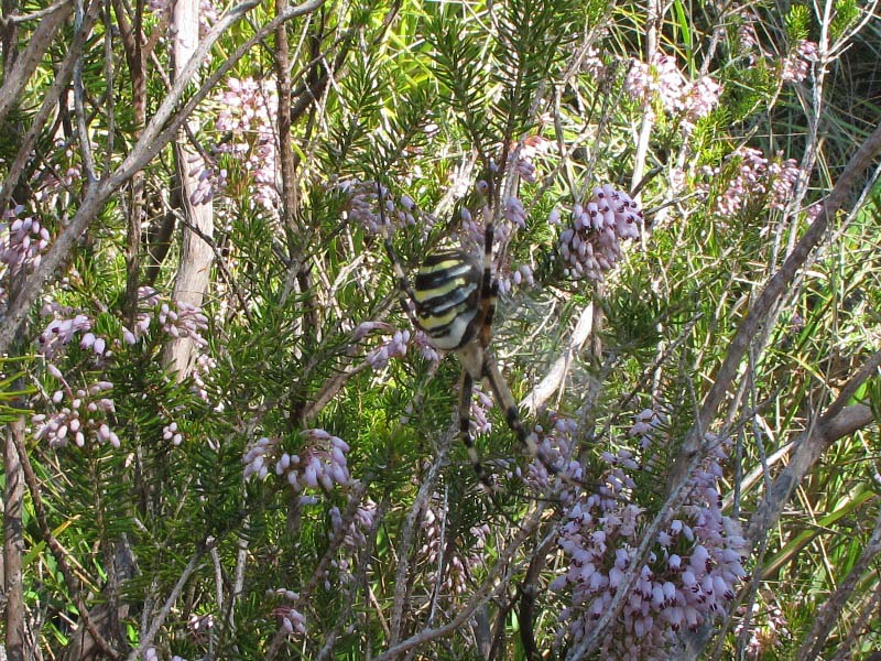 Ragno gigante (Argiope bruennichi)