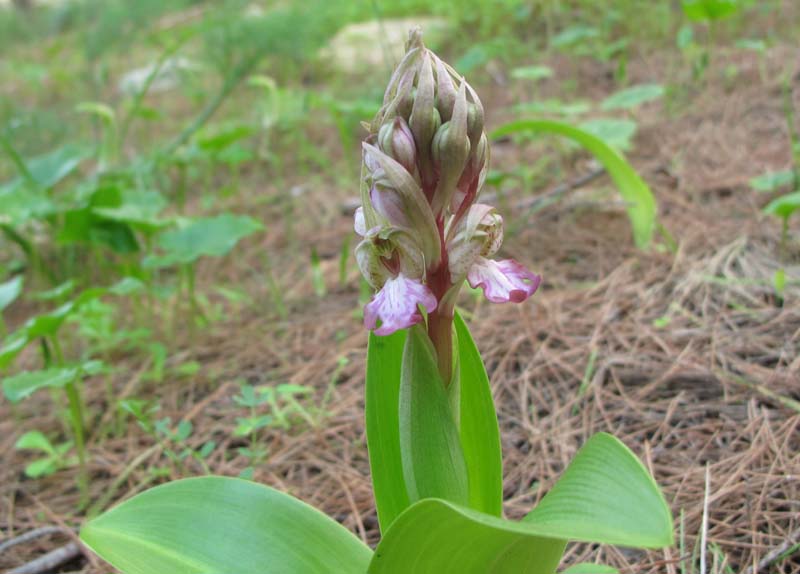 Barlia robertiana (Loisel) Greuter