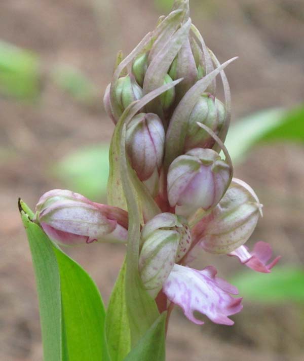 Barlia robertiana (Loisel) Greuter