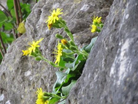 Hieracium lucidum / Sparviere del Monte Gallo