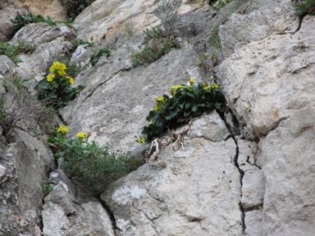 Hieracium lucidum / Sparviere del Monte Gallo