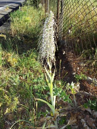 Himantoglossum hircinum