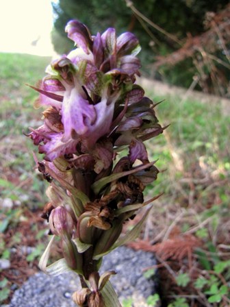 Himantoglossum robertianum (si ricomincia!!!)