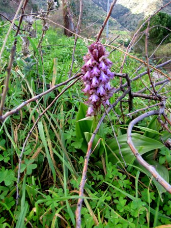 Himantoglossum robertianum (si ricomincia!!!)