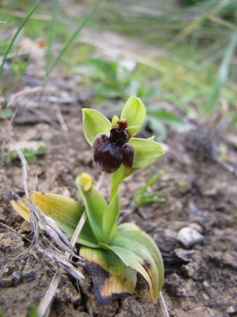 Primavera d''orchidee 2011