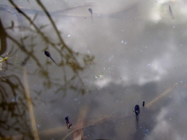 Girini Bufo siculus