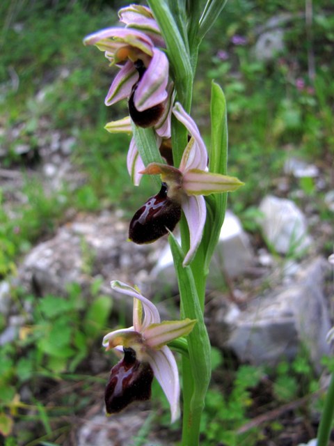 Primavera d''orchidee 2011