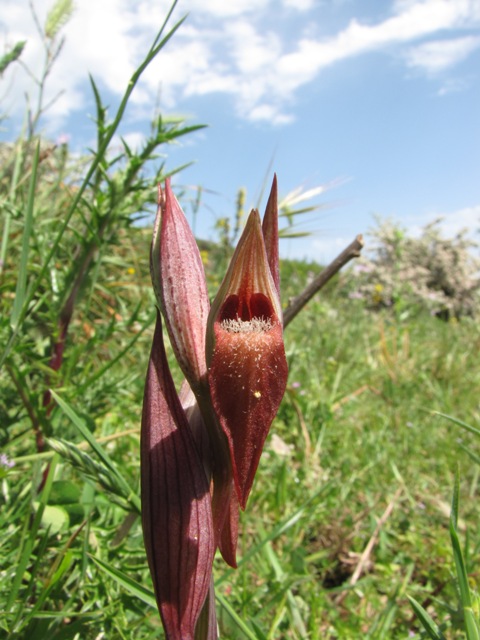 Serapias vomeracea (tutte?)