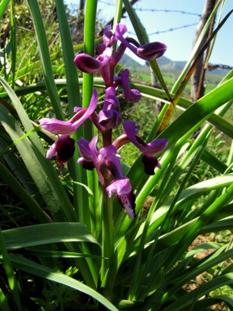 Primavera d''orchidee 2011