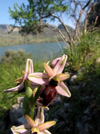 Primavera d''orchidee 2011