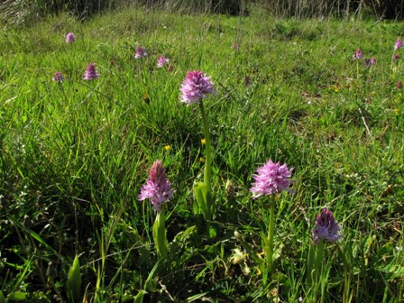 Primavera d''orchidee 2011