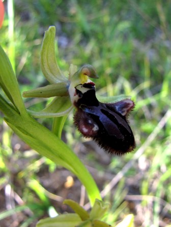 Primavera d''orchidee 2011