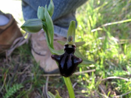 Primavera d''orchidee 2011