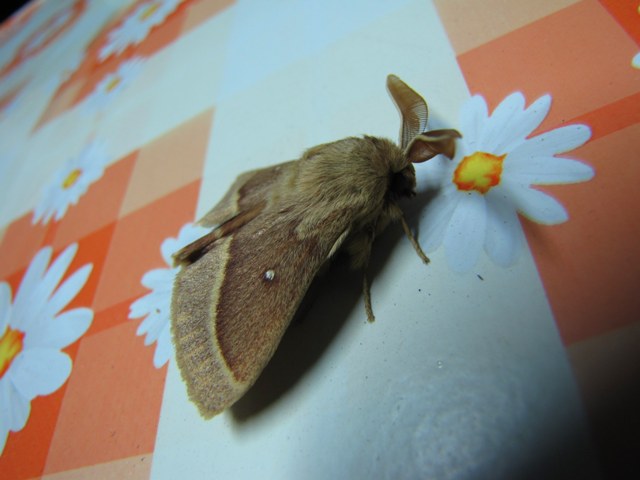 Lasiocampa quercus? - No, Lasiocampa trifolii (maschio)