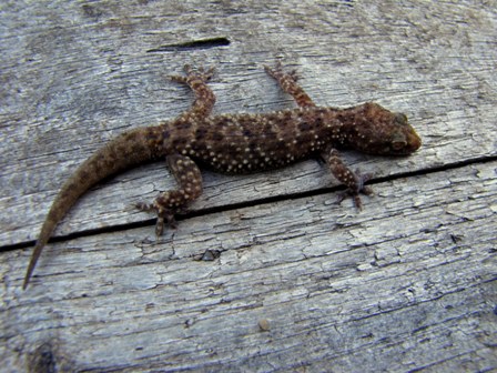 Habitat Hemidactylus turcicus