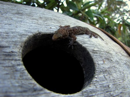 Habitat Hemidactylus turcicus