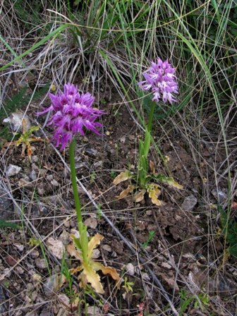 Orchis italica var. rubra