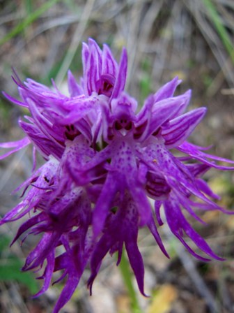 Orchis italica var. rubra