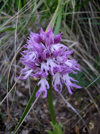 Orchis italica var. rubra