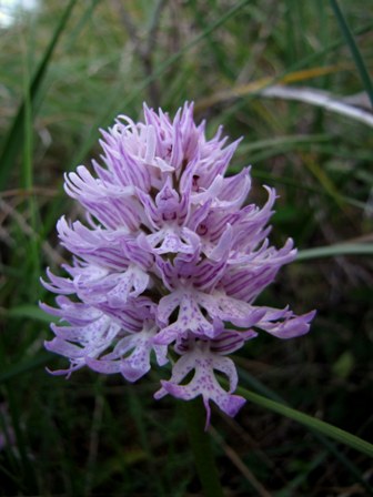 Orchis italica var. rubra