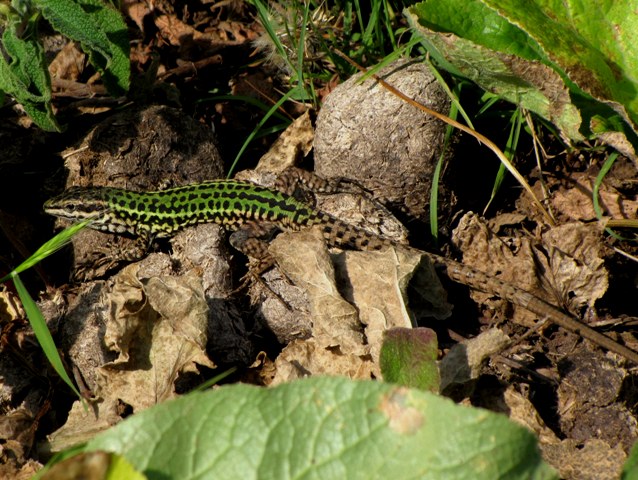 Lucertola di Marettimo (P.wagleriana marettiminesis)