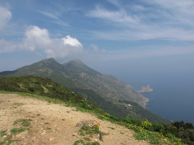 Lucertola di Marettimo (P.wagleriana marettiminesis)