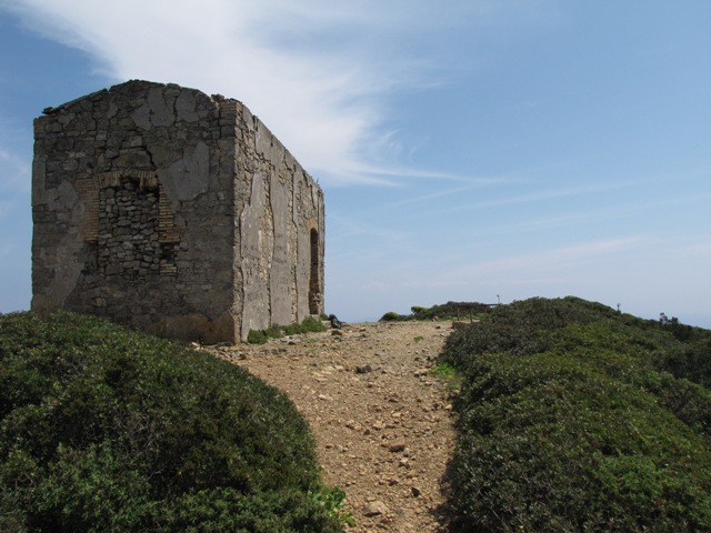 Lucertola di Marettimo (P.wagleriana marettiminesis)