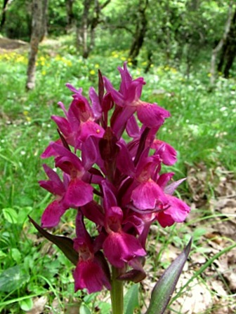 Orchidee dai Nebrodi: Dactylorhiza sambucina