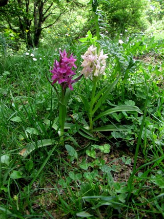 Orchidee dai Nebrodi: Dactylorhiza sambucina