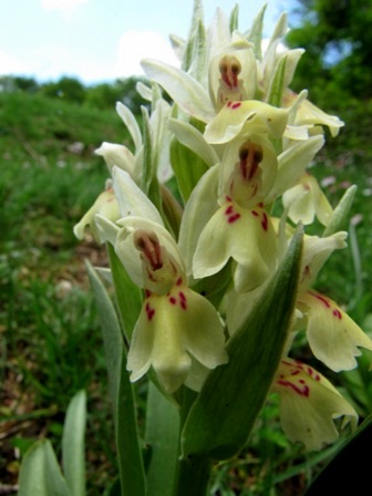 Orchidee dai Nebrodi: Dactylorhiza sambucina