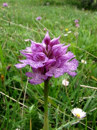 Orchidee dai Nebrodi: Orchis commutata