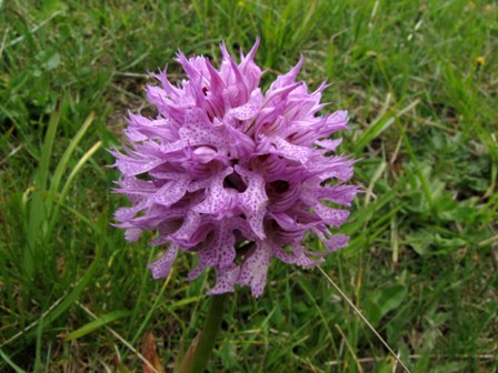 Orchidee dai Nebrodi: Orchis commutata