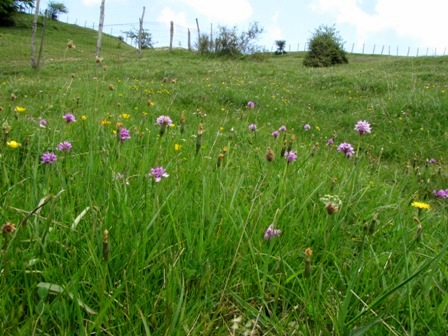 Orchidee dai Nebrodi: Orchis commutata