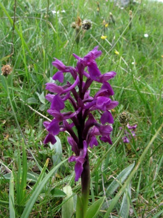 Orchidee dai Nebrodi: Anacamptis morio