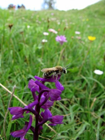 Orchidee dai Nebrodi: Anacamptis morio