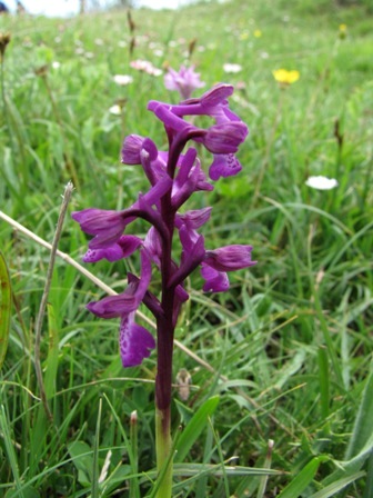 Orchidee dai Nebrodi: Anacamptis morio