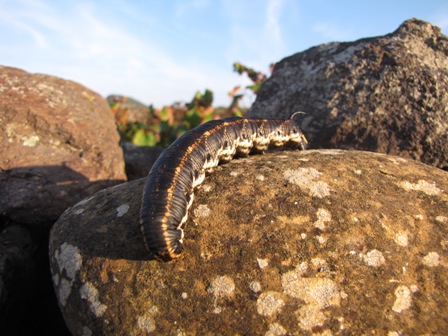 Id - Agrius convolvuli?