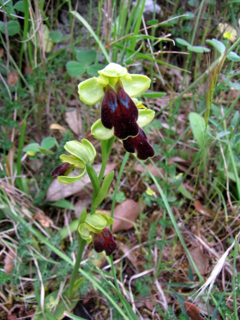 Ophrys fusca subsp. funerea?