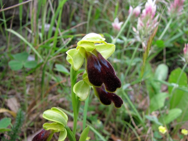 Ophrys fusca subsp. funerea?