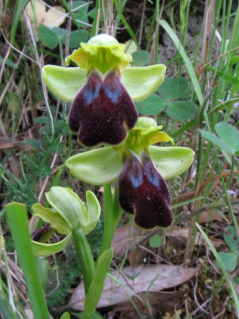 Ophrys fusca subsp. funerea?