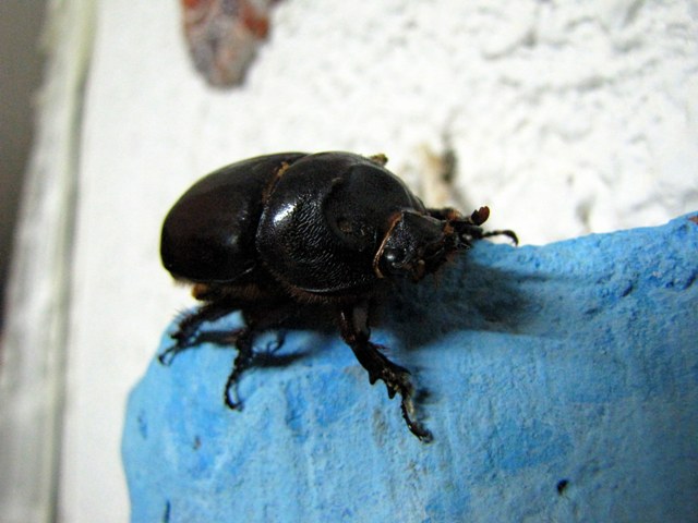 Oryctes nasicornis (femmina)?