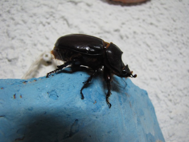 Oryctes nasicornis (femmina)?