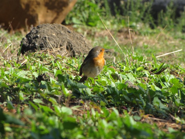 Goccia di colore (Pettirosso)