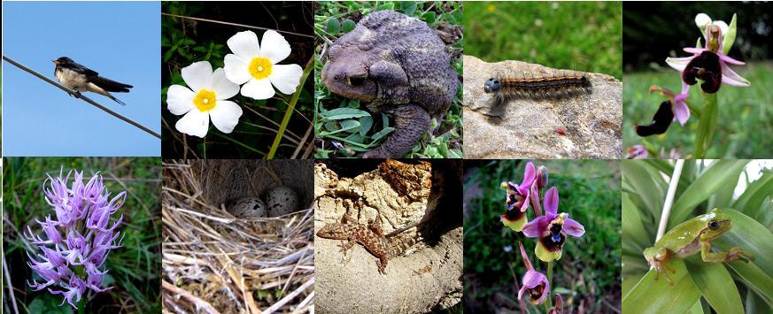 Biodiversit nel nostro piccolo