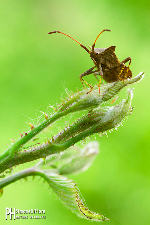 Identificazione AIUTO: quale Cryptocephalus?