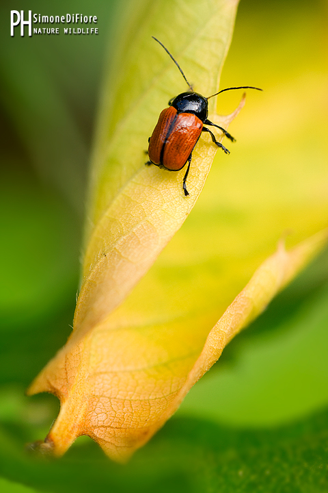 Identificazione AIUTO: quale Cryptocephalus?