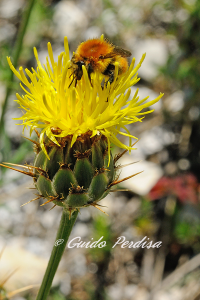 ID Bombus ??