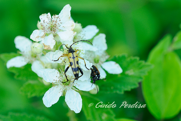 ID Strangalia maculata ?