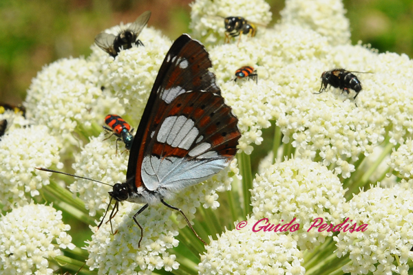 Limenitis reducta ??