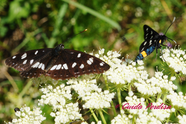 Limenitis reducta ??